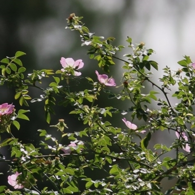 Rosa rubiginosa (Sweet Briar, Eglantine) at West Wodonga, VIC - 5 Nov 2020 by Kyliegw