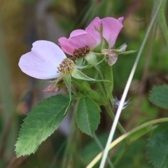 Rosa rubiginosa at West Wodonga, VIC - 5 Nov 2020 01:45 PM