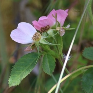 Rosa rubiginosa at West Wodonga, VIC - 5 Nov 2020 01:45 PM