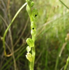 Hymenochilus bicolor (ACT) = Pterostylis bicolor (NSW) (Black-tip Greenhood) at Kambah, ACT - 1 Nov 2020 by MatthewFrawley