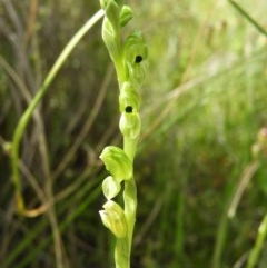 Hymenochilus bicolor (Black-tip Greenhood) at Kambah, ACT - 1 Nov 2020 by MatthewFrawley