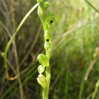 Hymenochilus bicolor (ACT) = Pterostylis bicolor (NSW) (Black-tip Greenhood) at Kambah, ACT - 1 Nov 2020 by MatthewFrawley