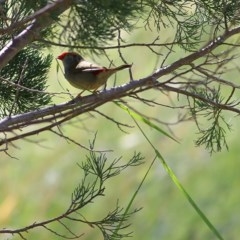 Neochmia temporalis (Red-browed Finch) at West Wodonga, VIC - 5 Nov 2020 by Kyliegw