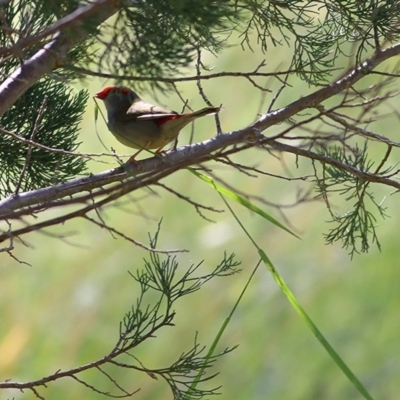 Neochmia temporalis (Red-browed Finch) at Felltimber Creek NCR - 5 Nov 2020 by KylieWaldon