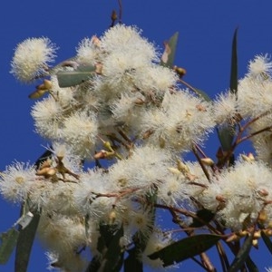 Eucalyptus blakelyi at Wodonga, VIC - 6 Nov 2020