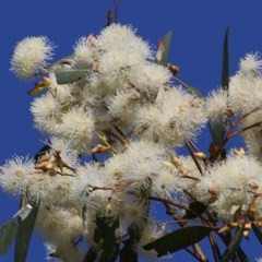Eucalyptus blakelyi (Blakely's Red Gum) at Wodonga, VIC - 6 Nov 2020 by Kyliegw