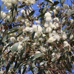 Eucalyptus blakelyi at Wodonga, VIC - 6 Nov 2020 04:00 PM