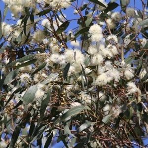 Eucalyptus blakelyi at Wodonga, VIC - 6 Nov 2020 04:00 PM