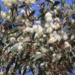 Eucalyptus blakelyi at Wodonga, VIC - 6 Nov 2020