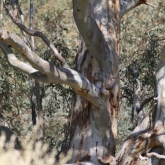 Eucalyptus blakelyi at Wodonga, VIC - 6 Nov 2020