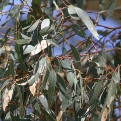 Eucalyptus blakelyi at Wodonga, VIC - 6 Nov 2020