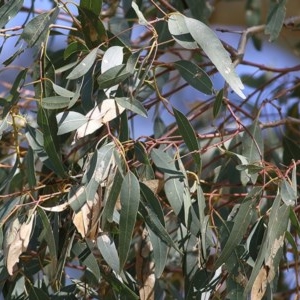 Eucalyptus blakelyi at Wodonga, VIC - 6 Nov 2020 04:00 PM