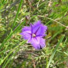 Thysanotus tuberosus subsp. tuberosus (Common Fringe-lily) at Kambah, ACT - 1 Nov 2020 by MatthewFrawley