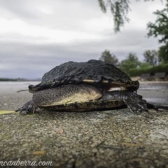 Chelodina longicollis (Eastern Long-necked Turtle) at Commonwealth & Kings Parks - 4 Nov 2020 by BIrdsinCanberra