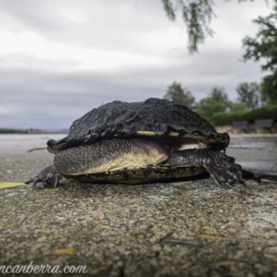 Chelodina longicollis (Eastern Long-necked Turtle) at Mount Ainslie to Black Mountain - 4 Nov 2020 by BIrdsinCanberra