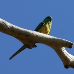 Psephotus haematonotus (Red-rumped Parrot) at WREN Reserves - 6 Nov 2020 by Kyliegw