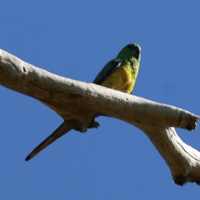 Psephotus haematonotus (Red-rumped Parrot) at Wodonga, VIC - 6 Nov 2020 by Kyliegw