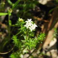 Asperula conferta (Common Woodruff) at Kambah, ACT - 1 Nov 2020 by MatthewFrawley