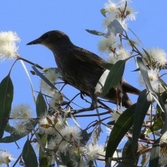 Sturnus vulgaris (Common Starling) at Wodonga - 6 Nov 2020 by Kyliegw