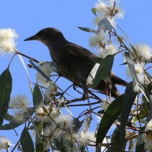 Sturnus vulgaris at Wodonga, VIC - 6 Nov 2020 04:45 PM