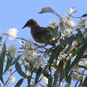 Sturnus vulgaris at Wodonga, VIC - 6 Nov 2020