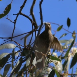 Sturnus vulgaris at Wodonga, VIC - 6 Nov 2020 04:45 PM