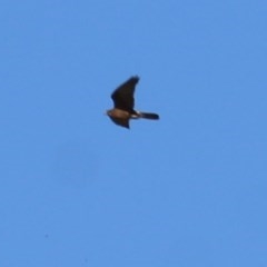 Falco berigora (Brown Falcon) at Wodonga - 6 Nov 2020 by Kyliegw