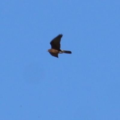 Falco berigora (Brown Falcon) at Wodonga, VIC - 6 Nov 2020 by Kyliegw