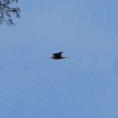 Falco berigora at Wodonga, VIC - 6 Nov 2020 04:45 PM