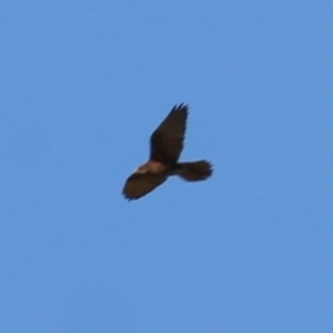 Falco berigora at Wodonga, VIC - 6 Nov 2020 04:45 PM