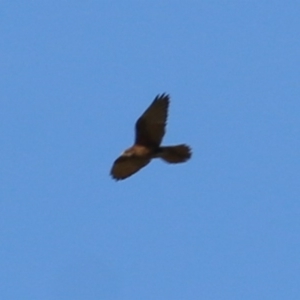 Falco berigora at Wodonga, VIC - 6 Nov 2020