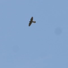 Falco cenchroides (Nankeen Kestrel) at Wodonga, VIC - 6 Nov 2020 by Kyliegw