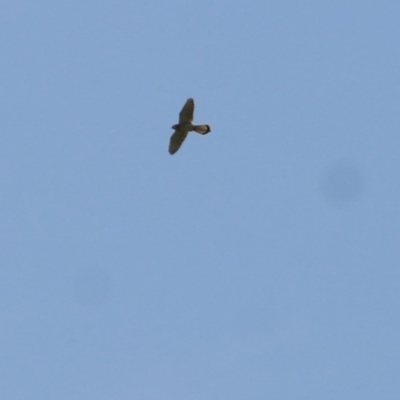 Falco cenchroides (Nankeen Kestrel) at WREN Reserves - 6 Nov 2020 by KylieWaldon