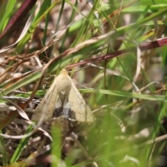 Helicoverpa (genus) (A bollworm) at Cook, ACT - 21 Oct 2020 by Tammy