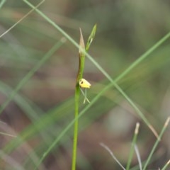 Diuris sulphurea (Tiger Orchid) at Burra, NSW - 24 Oct 2020 by bambararick