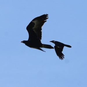 Aquila audax at Wodonga, VIC - 6 Nov 2020 04:50 PM