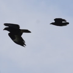 Aquila audax at Wodonga, VIC - 6 Nov 2020 04:50 PM