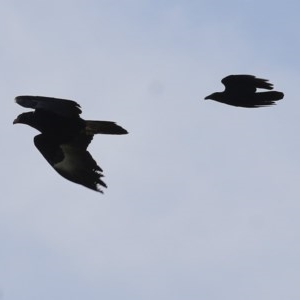 Aquila audax at Wodonga, VIC - 6 Nov 2020 04:50 PM