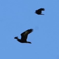 Aquila audax at Wodonga, VIC - 6 Nov 2020 04:50 PM