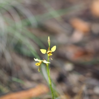 Diuris sulphurea (Tiger Orchid) at Burra, NSW - 24 Oct 2020 by bambararick