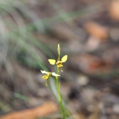 Diuris sulphurea (Tiger Orchid) at Burra, NSW - 24 Oct 2020 by bambararick