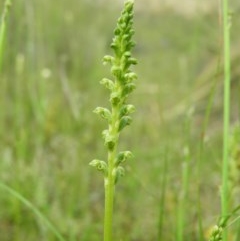 Microtis unifolia (Common Onion Orchid) at Kambah, ACT - 1 Nov 2020 by MatthewFrawley