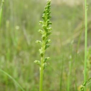 Microtis unifolia at Kambah, ACT - 1 Nov 2020
