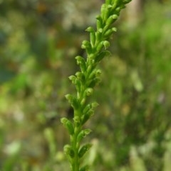 Microtis parviflora (Slender Onion Orchid) at Mount Taylor - 1 Nov 2020 by MatthewFrawley