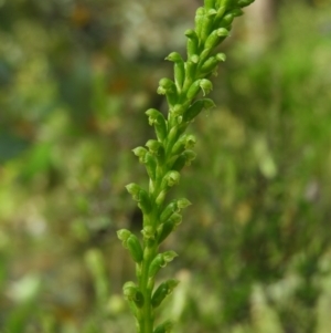 Microtis parviflora at Kambah, ACT - 1 Nov 2020