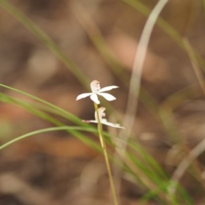 Caladenia moschata at Urila, NSW - 24 Oct 2020