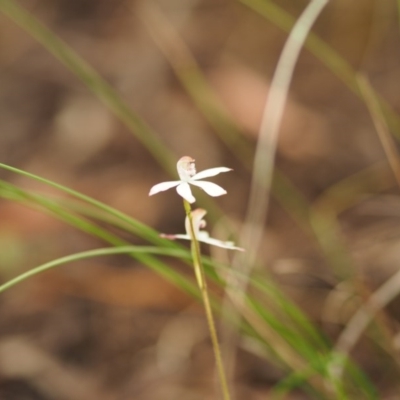 Caladenia moschata (Musky Caps) at Urila, NSW - 24 Oct 2020 by bambararick