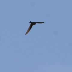 Unidentified Other Birds at Wodonga, VIC - 6 Nov 2020 by KylieWaldon