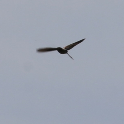 Falco cenchroides at Wodonga, VIC - 6 Nov 2020 by KylieWaldon