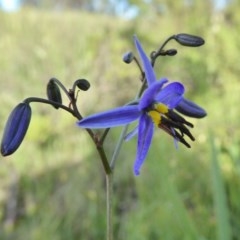 Dianella revoluta var. revoluta (Black-Anther Flax Lily) at Yass River, NSW - 6 Nov 2020 by SenexRugosus